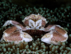 Porcelain crab with eggs. by Hon Ping 